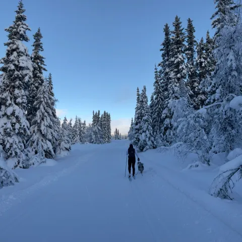 Langrennstur i snødekte Øyerfjellet