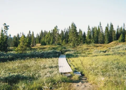 Sommer Øyerfjellet sti