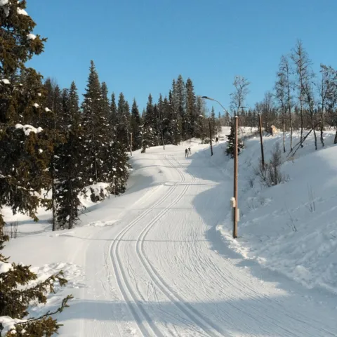 Vinterbilde langrenn